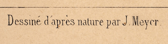 Шульц с оригинала Мейера Иоганна Якоба (Meier (Meyer) Johann Jacob) (1787–1858) «Кофейня в Летнем саду». 1840-е. Бумага, литография, 38,8x56 см (лист).